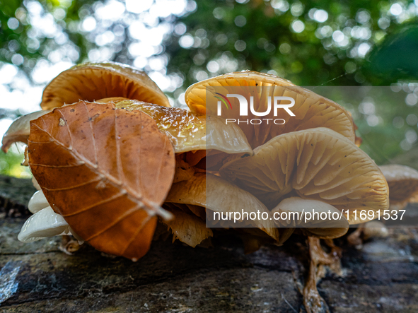 Mushrooms in forests and national parks across the Netherlands. There are around 5,250 species of mushrooms in the Netherlands on October 13...