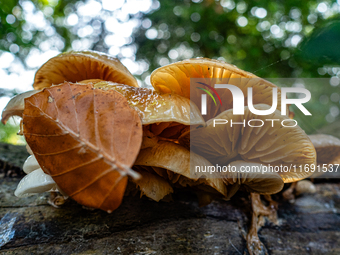 Mushrooms in forests and national parks across the Netherlands. There are around 5,250 species of mushrooms in the Netherlands on October 13...