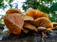 Mushrooms in forests and national parks across the Netherlands. There are around 5,250 species of mushrooms in the Netherlands on October 13...