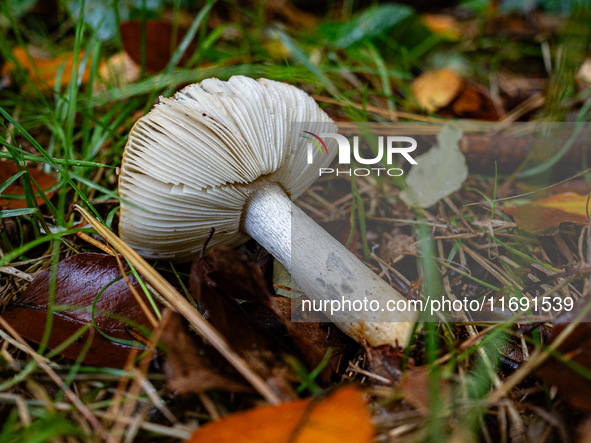 Mushrooms in forests and national parks across the Netherlands. There are around 5,250 species of mushrooms in the Netherlands on October 13...