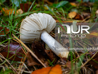 Mushrooms in forests and national parks across the Netherlands. There are around 5,250 species of mushrooms in the Netherlands on October 13...