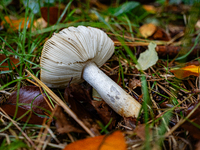 Mushrooms in forests and national parks across the Netherlands. There are around 5,250 species of mushrooms in the Netherlands on October 13...