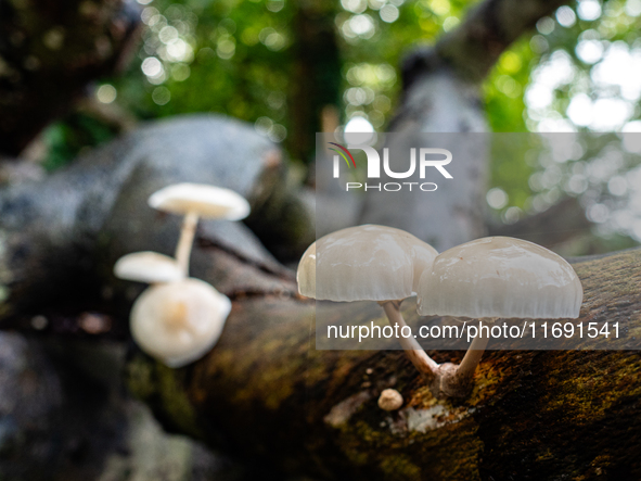 Mushrooms in forests and national parks across the Netherlands. There are around 5,250 species of mushrooms in the Netherlands on October 13...