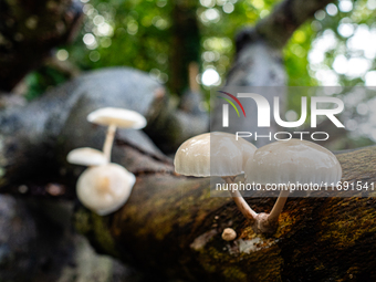 Mushrooms in forests and national parks across the Netherlands. There are around 5,250 species of mushrooms in the Netherlands on October 13...