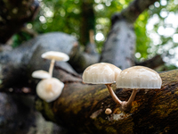 Mushrooms in forests and national parks across the Netherlands. There are around 5,250 species of mushrooms in the Netherlands on October 13...