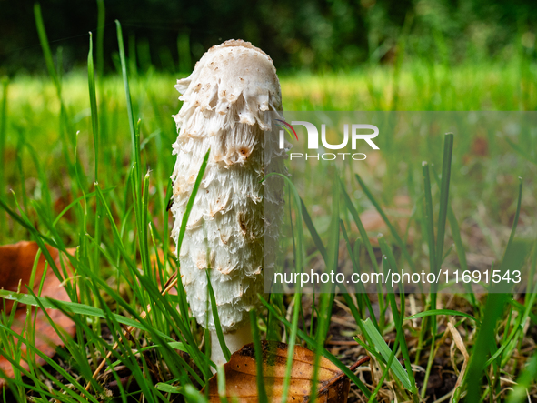 Mushrooms in forests and national parks across the Netherlands. There are around 5,250 species of mushrooms in the Netherlands on October 13...