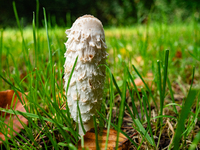 Mushrooms in forests and national parks across the Netherlands. There are around 5,250 species of mushrooms in the Netherlands on October 13...