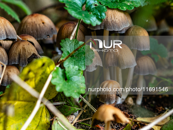 Mushrooms in forests and national parks across the Netherlands. There are around 5,250 species of mushrooms in the Netherlands on October 13...