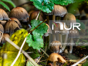 Mushrooms in forests and national parks across the Netherlands. There are around 5,250 species of mushrooms in the Netherlands on October 13...