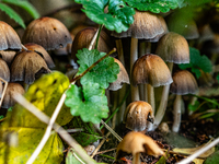 Mushrooms in forests and national parks across the Netherlands. There are around 5,250 species of mushrooms in the Netherlands on October 13...