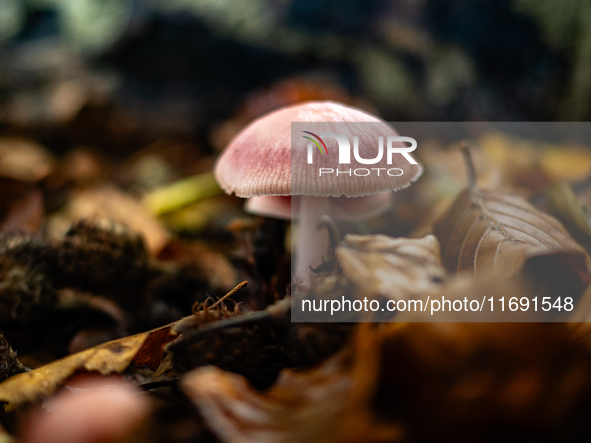 Mushrooms in forests and national parks across the Netherlands. There are around 5,250 species of mushrooms in the Netherlands on October 13...