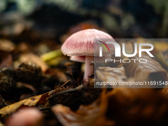 Mushrooms in forests and national parks across the Netherlands. There are around 5,250 species of mushrooms in the Netherlands on October 13...