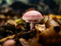 Mushrooms in forests and national parks across the Netherlands. There are around 5,250 species of mushrooms in the Netherlands on October 13...