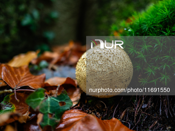 Mushrooms in forests and national parks across the Netherlands. There are around 5,250 species of mushrooms in the Netherlands on October 13...