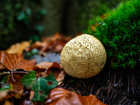 Mushrooms in forests and national parks across the Netherlands. There are around 5,250 species of mushrooms in the Netherlands on October 13...