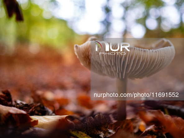 Mushrooms in forests and national parks across the Netherlands. There are around 5,250 species of mushrooms in the Netherlands on October 13...