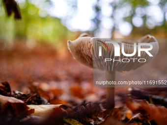 Mushrooms in forests and national parks across the Netherlands. There are around 5,250 species of mushrooms in the Netherlands on October 13...