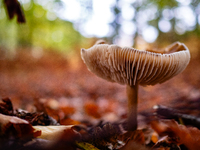 Mushrooms in forests and national parks across the Netherlands. There are around 5,250 species of mushrooms in the Netherlands on October 13...