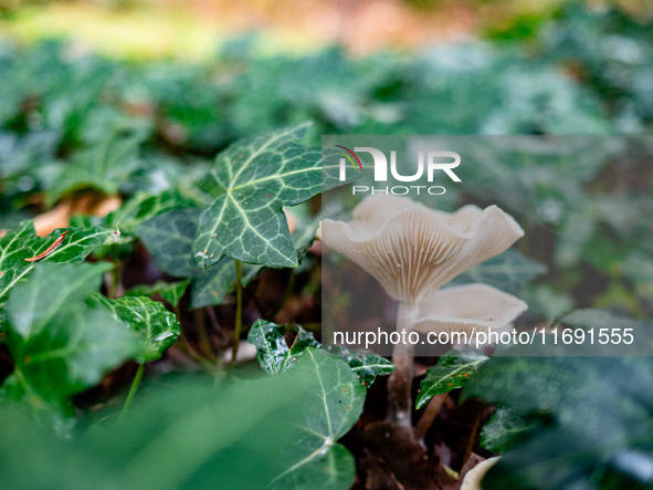 Mushrooms in forests and national parks across the Netherlands. There are around 5,250 species of mushrooms in the Netherlands on October 13...