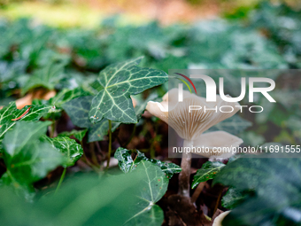 Mushrooms in forests and national parks across the Netherlands. There are around 5,250 species of mushrooms in the Netherlands on October 13...