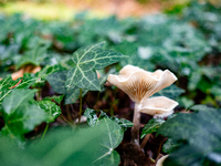 Mushrooms in forests and national parks across the Netherlands. There are around 5,250 species of mushrooms in the Netherlands on October 13...