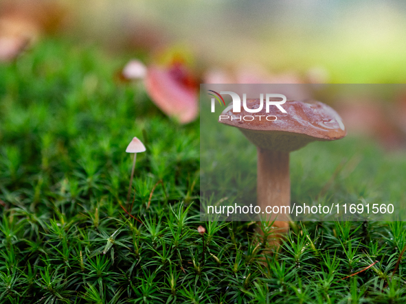 Mushrooms in forests and national parks across the Netherlands. There are around 5,250 species of mushrooms in the Netherlands on October 13...