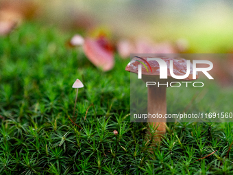 Mushrooms in forests and national parks across the Netherlands. There are around 5,250 species of mushrooms in the Netherlands on October 13...