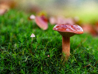 Mushrooms in forests and national parks across the Netherlands. There are around 5,250 species of mushrooms in the Netherlands on October 13...