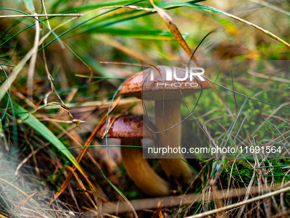 Mushrooms in forests and national parks across the Netherlands. There are around 5,250 species of mushrooms in the Netherlands on October 13...