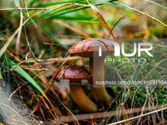 Mushrooms in forests and national parks across the Netherlands. There are around 5,250 species of mushrooms in the Netherlands on October 13...