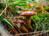 Mushrooms in forests and national parks across the Netherlands. There are around 5,250 species of mushrooms in the Netherlands on October 13...