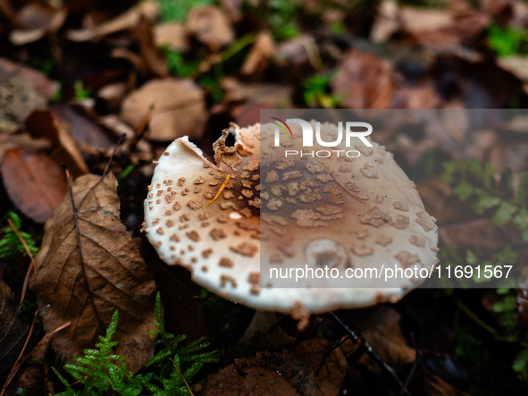 Mushrooms in forests and national parks across the Netherlands. There are around 5,250 species of mushrooms in the Netherlands on October 13...