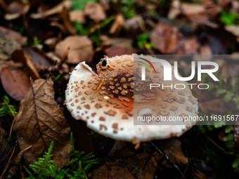 Mushrooms in forests and national parks across the Netherlands. There are around 5,250 species of mushrooms in the Netherlands on October 13...