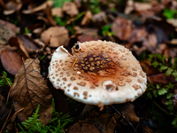 Mushrooms in forests and national parks across the Netherlands. There are around 5,250 species of mushrooms in the Netherlands on October 13...