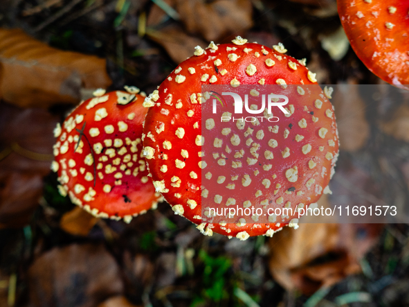 Mushrooms in forests and national parks across the Netherlands. There are around 5,250 species of mushrooms in the Netherlands on October 13...