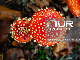 Mushrooms in forests and national parks across the Netherlands. There are around 5,250 species of mushrooms in the Netherlands on October 13...