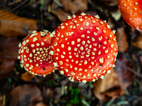 Mushrooms in forests and national parks across the Netherlands. There are around 5,250 species of mushrooms in the Netherlands on October 13...