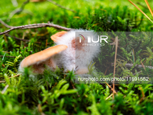 Mushrooms in forests and national parks across the Netherlands. There are around 5,250 species of mushrooms in the Netherlands on October 13...