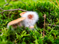 Mushrooms in forests and national parks across the Netherlands. There are around 5,250 species of mushrooms in the Netherlands on October 13...