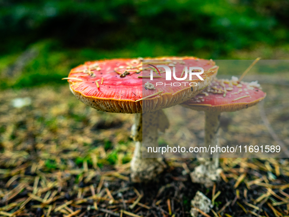 Mushrooms in forests and national parks across the Netherlands. There are around 5,250 species of mushrooms in the Netherlands on October 13...