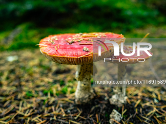 Mushrooms in forests and national parks across the Netherlands. There are around 5,250 species of mushrooms in the Netherlands on October 13...