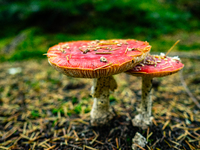 Mushrooms in forests and national parks across the Netherlands. There are around 5,250 species of mushrooms in the Netherlands on October 13...