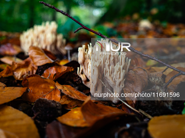 Mushrooms in forests and national parks across the Netherlands. There are around 5,250 species of mushrooms in the Netherlands on October 13...