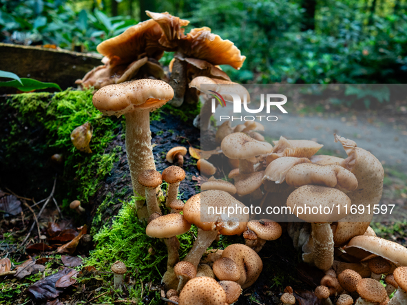 Mushrooms in forests and national parks across the Netherlands. There are around 5,250 species of mushrooms in the Netherlands on October 13...