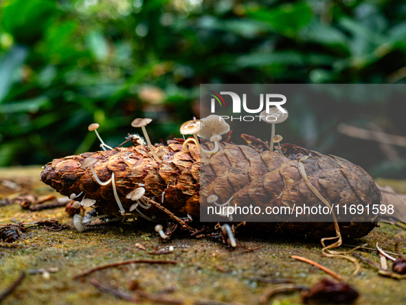 Mushrooms in forests and national parks across the Netherlands. There are around 5,250 species of mushrooms in the Netherlands on October 13...