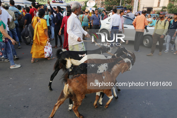 A shepherd leads a herd of goats along a busy street crossing in Kolkata, India, on October 21, 2024. Demand for goat meat in India declines...