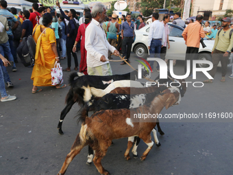 A shepherd leads a herd of goats along a busy street crossing in Kolkata, India, on October 21, 2024. Demand for goat meat in India declines...