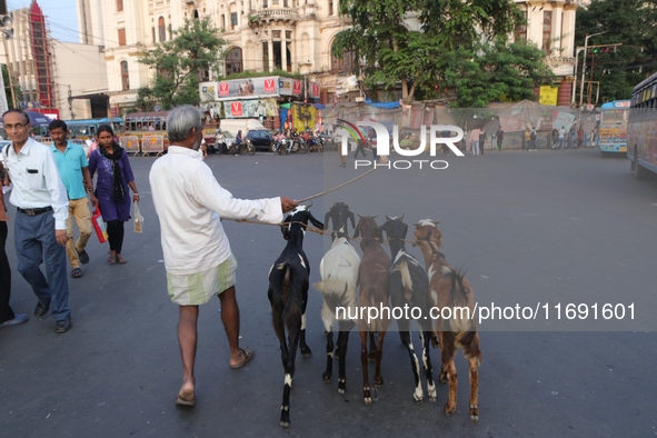 A shepherd leads a herd of goats along a busy street crossing in Kolkata, India, on October 21, 2024. Demand for goat meat in India declines...