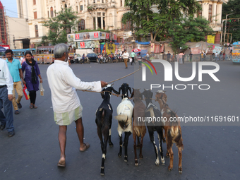 A shepherd leads a herd of goats along a busy street crossing in Kolkata, India, on October 21, 2024. Demand for goat meat in India declines...