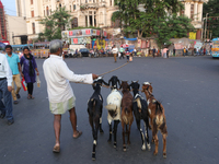 A shepherd leads a herd of goats along a busy street crossing in Kolkata, India, on October 21, 2024. Demand for goat meat in India declines...